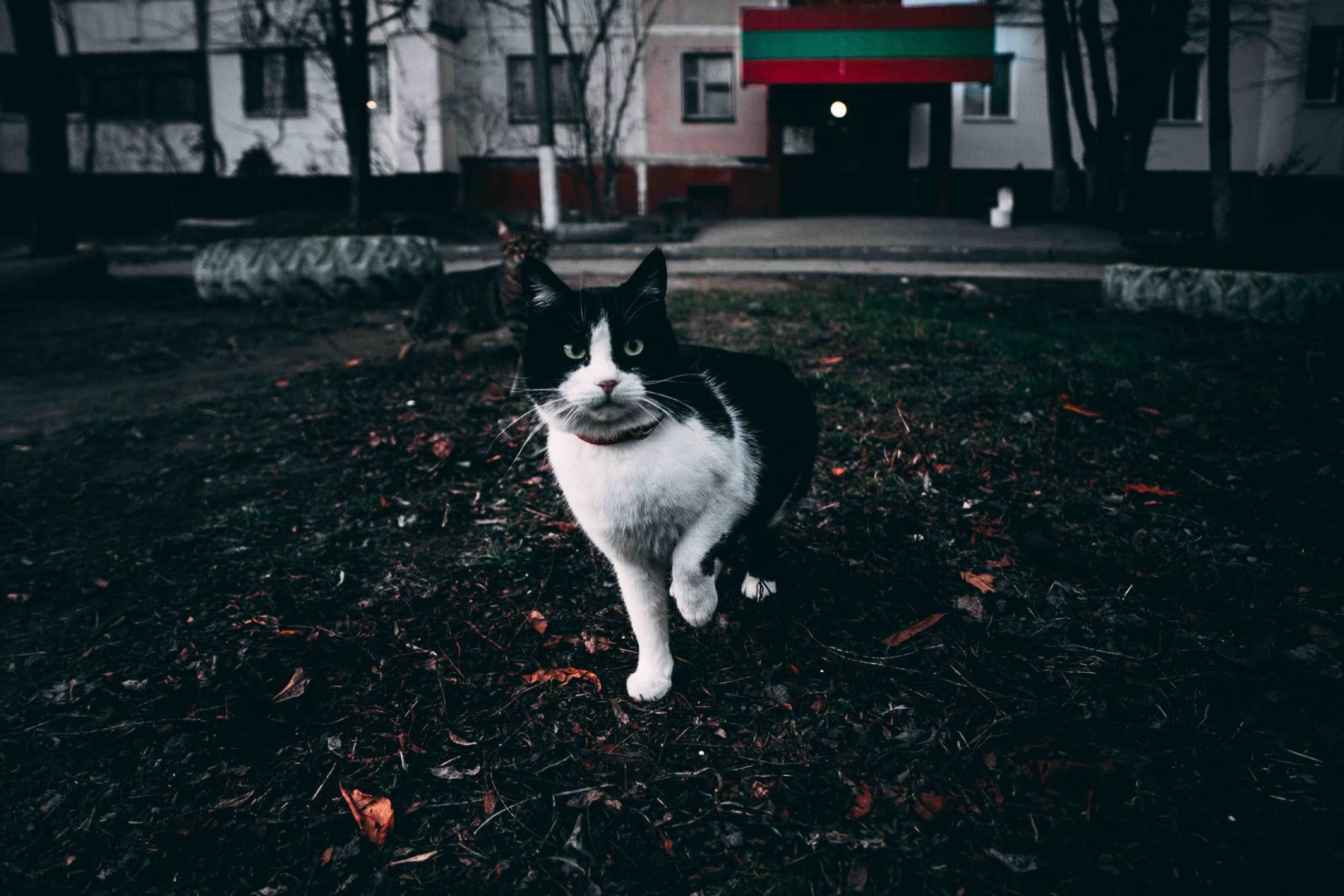 Transnistrian cat mafia